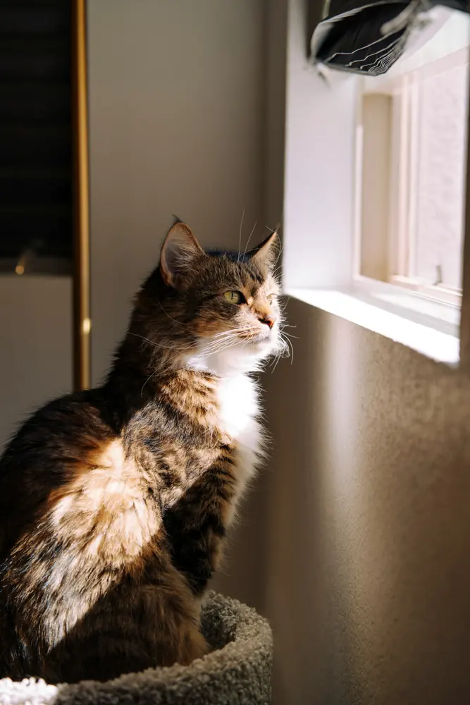 Kucing pada materi demo