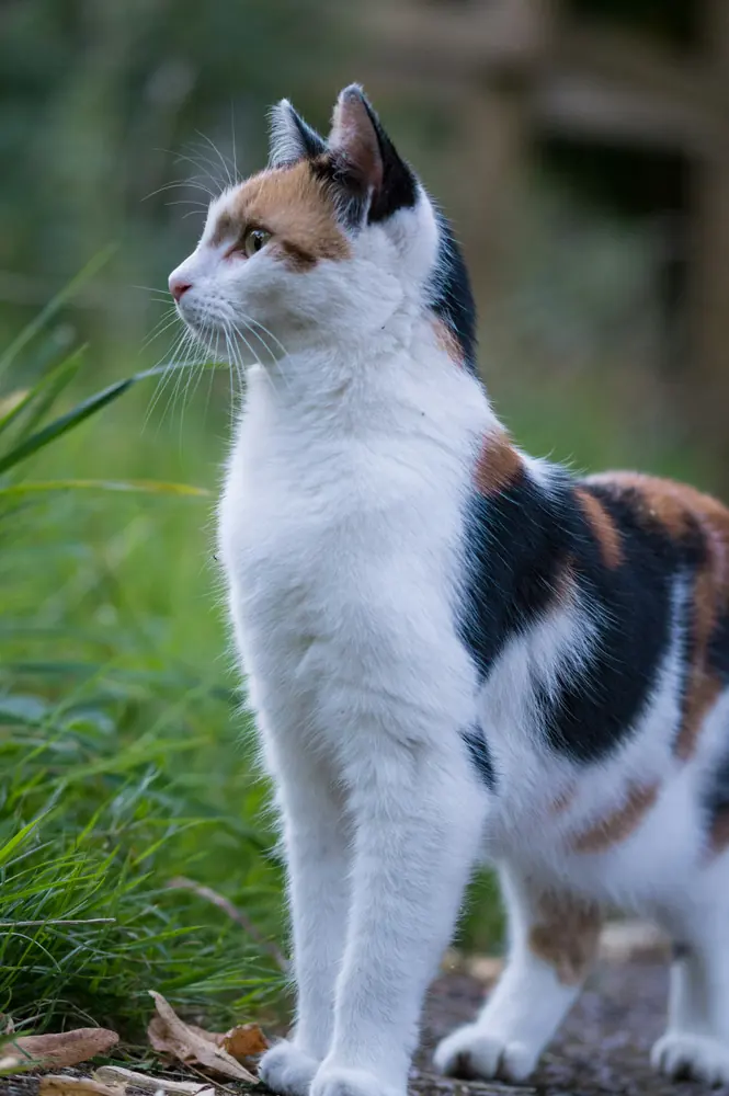 Kucing pada foto demo katalog